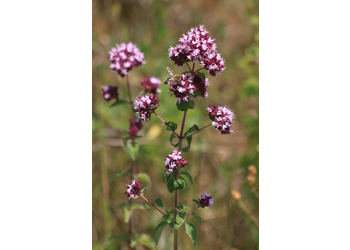 Echter Dost (Origanum vulgare) - © Emanuel Trummer